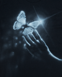 Image 2 of butterfly - M