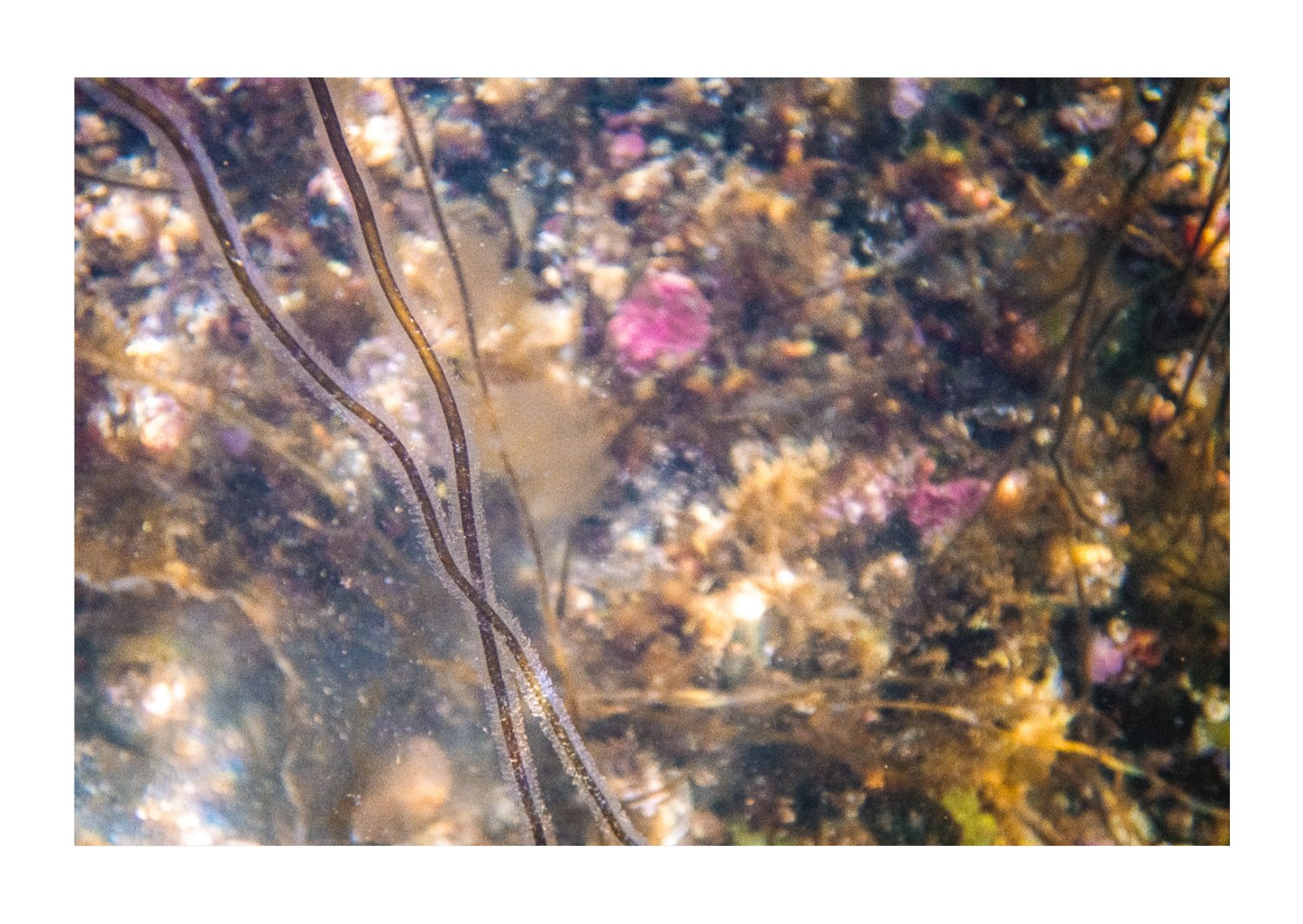 Image of Undersea #3