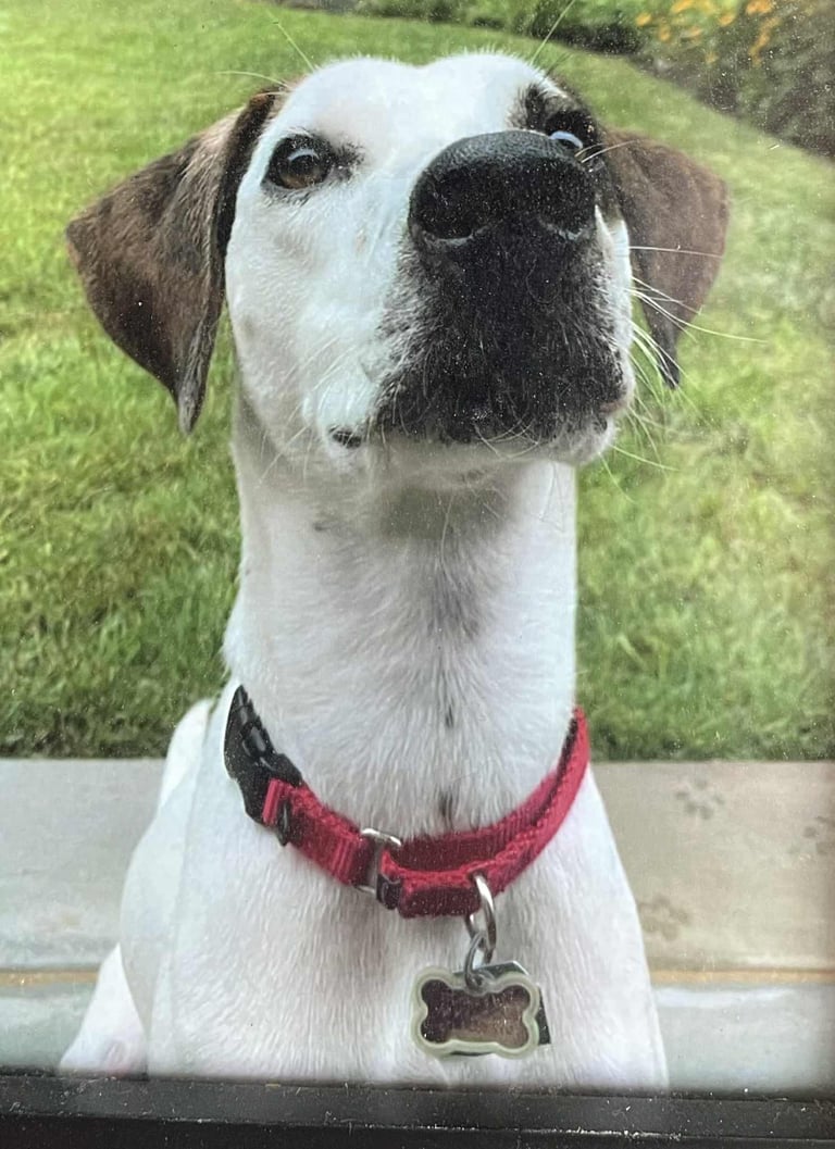 Commissioned  Image 2