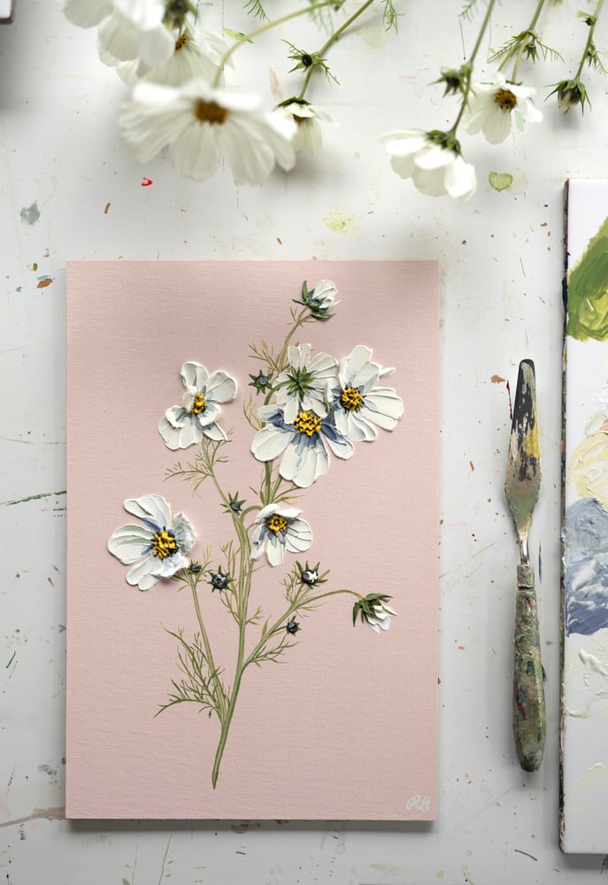 Image of Cosmos On Pink