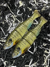 Immortal Trout 7.7 “Bluegill”