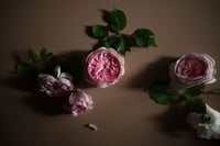 Image 11 of The Hours Card Set