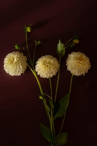 Image 2 of A Year of Grace Card Set