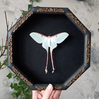 RARE ! Female Chinese luna moth