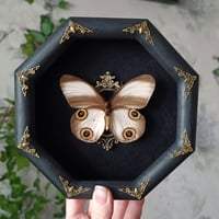 Real Framed Buttefly Taenaris sp.