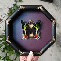 Madagascar Sunset Moth