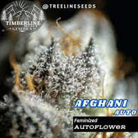 Image 2 of Timberline Select ~ Autoflower Multipack (FEM)