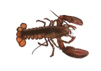 Image 3 of lobster