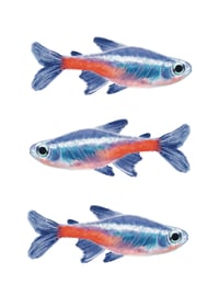 Image 3 of rainbow tetra