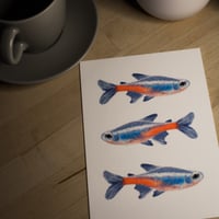 Image 1 of rainbow tetra