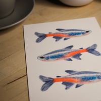 Image 2 of rainbow tetra