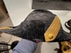 #115-CIVIL WAR SALE: U.S. NAVAL GROUPING OF BEAVER HAT, EPAULETTES & BELT IN FITTED METAL BOX