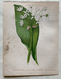 Special Order for Emma