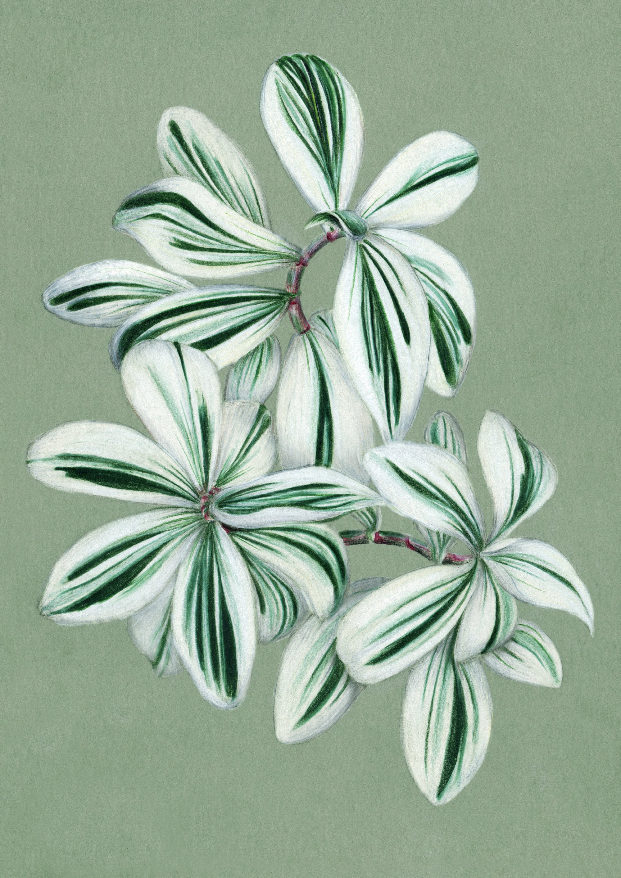 Image of Spiral ginger 