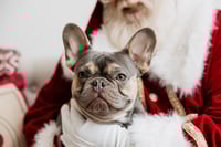 Image 2 of Dec 1, 2025 Santa Sessions! Session total is 229+gst