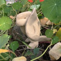 Image 5 of little tortoise dude