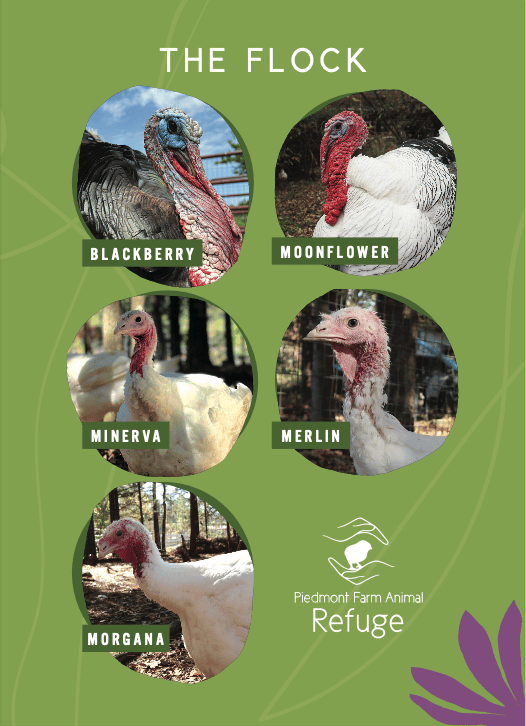 Image of One-Time Turkey Sponsorships 2025