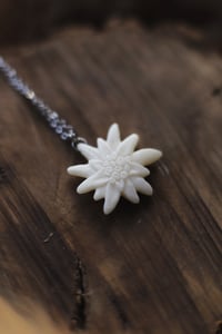 Image 3 of Stella Alpina -osso di cervo-