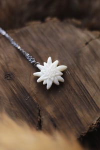 Image 1 of Stella Alpina -osso di cervo-