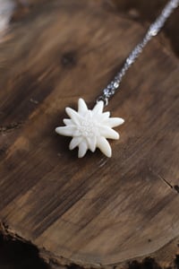 Image 5 of Stella Alpina -osso di cervo-