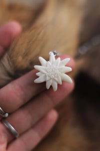 Image 4 of Stella Alpina -osso di cervo-