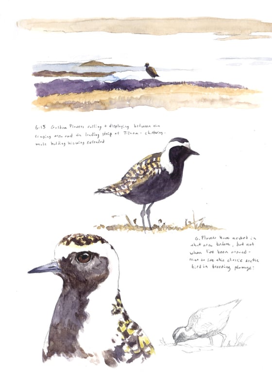 Image of Arctic Refuge Golden Plover field sketch print