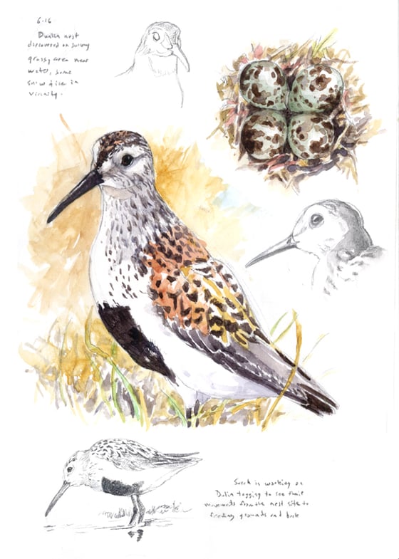 Image of Arctic Refuge Dunlin field sketch print
