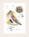 Image of Arctic Refuge Dunlin field sketch print
