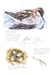 Image of Arctic Refuge Red-necked Phalarope field sketch print
