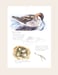 Image of Arctic Refuge Red-necked Phalarope field sketch print