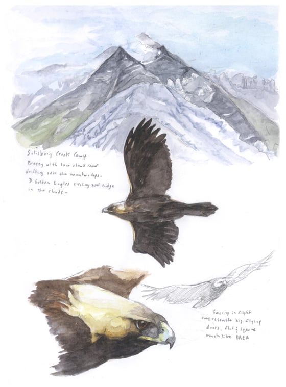 Image of Arctic Refuge Golden Eagle field sketch print