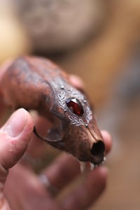 Image 1 of Teschio di Mustelide -granato-