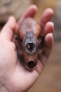 Image 5 of Teschio di Mustelide -granato-