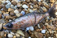 Image 11 of SPEEDBAITS Custom Airbrushed Glide Bait 3607