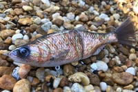 Image 1 of SPEEDBAITS Custom Airbrushed Glide Bait 3607