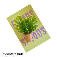 Image 7 of FHOS - Pot Plants