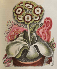 Image 5 of Old Fashioned flowers by Sacheverell Sitwell