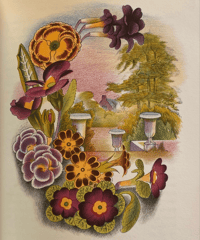 Image 4 of Old Fashioned flowers by Sacheverell Sitwell