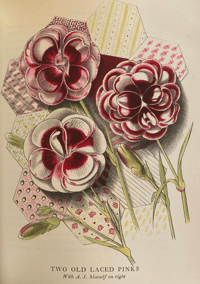 Image 6 of Old Fashioned flowers by Sacheverell Sitwell