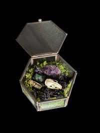 Image 3 of Echter Hamsterschädel - 10x9x4,5cm 