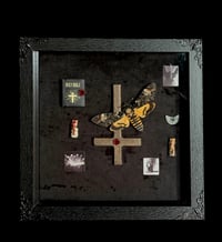 Image 1 of Totenkopfschwärmer und menschliche Zahnfragmente - 20x20cm