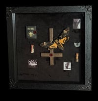 Image 3 of Totenkopfschwärmer und menschliche Zahnfragmente - 20x20cm