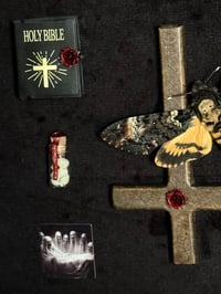 Image 4 of Totenkopfschwärmer und menschliche Zahnfragmente - 20x20cm