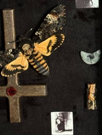 Image 5 of Totenkopfschwärmer und menschliche Zahnfragmente - 20x20cm