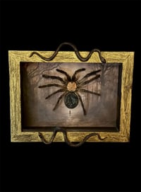 Image 1 of Haut einer Monocentropus balfouri mit Edelstein - 12x18cm