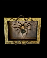 Image 2 of Haut einer Monocentropus balfouri mit Edelstein - 12x18cm