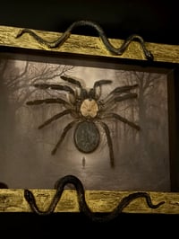 Image 3 of Haut einer Monocentropus balfouri mit Edelstein - 12x18cm