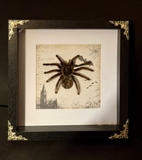 Image 1 of Tliltocatl albopilosus Haut mit Edelstein - 20x20cm