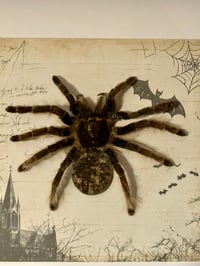 Image 2 of Tliltocatl albopilosus Haut mit Edelstein - 20x20cm