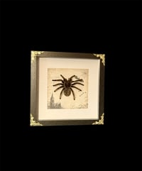 Image 3 of Tliltocatl albopilosus Haut mit Edelstein - 20x20cm